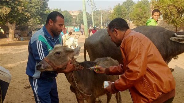 بيطري الجيزة: رش وعلاج 2640 رأس ماشية خلال قافلة مجانية بالعياط (صور)