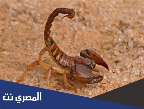 العقرب في الحلم تفسير الإمام الصادق