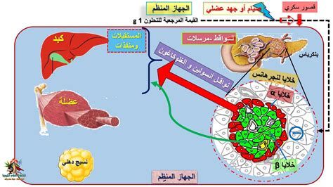 المستكة اليوناني لجرثومة المعدة والقولون