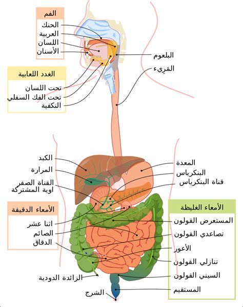 المستكة اليوناني لجرثومة المعدة والقولون