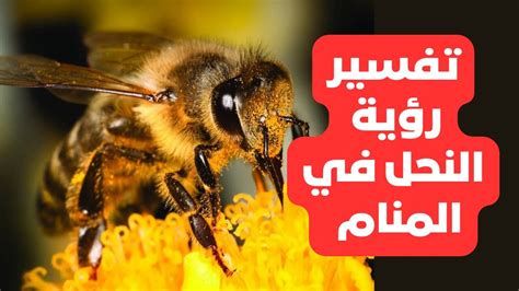 النحلة في المنام وتفسير رؤية النحل في الحلم بالتفصيل