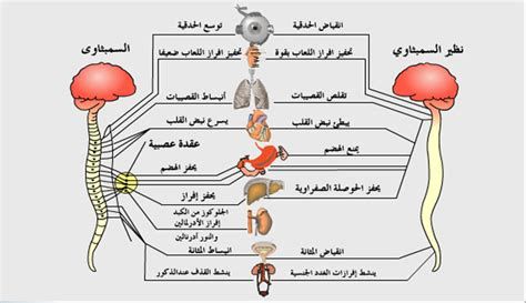 الكركديه الساقع للأطفال