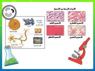 أنواع البروتينات وفوائدها