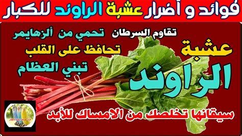 أين أجد عشبة الراوند