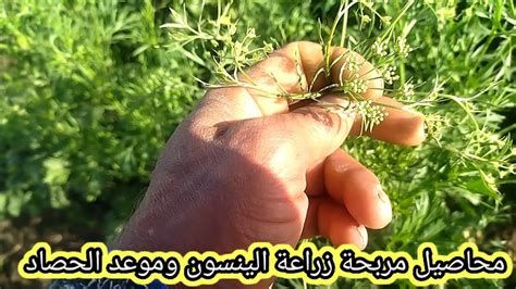 أين يباع اليقطين في مصر