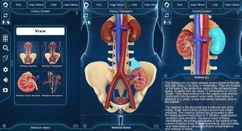 أين تقع المثانة بالنسبة للرحم