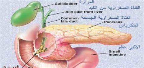 أين تقع المرارة في جسم الإنسان