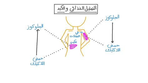 أهمية وجبة الإفطار على الصحة العامة