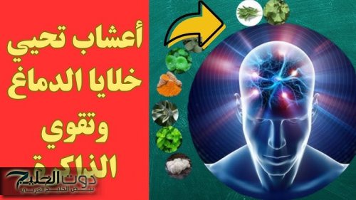 “نعمة كبيرة من الله”.. طعام بسيط متوفر في الأسواق برخص التراب يغذي المخ ويحسن بنية الدماغ ويقوي الذاكرة خلال وقت قصير .. هاته فوراً!