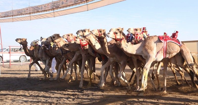 18 شوطا فـي منافسات اليوم الثالث للسباق الختامي للهجن على ميدان صحار