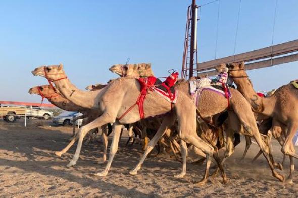 اليوم ..انطلاق المحطة السادسة لسباقات الهجن الأهلية بمضمار الفليج ببركاء