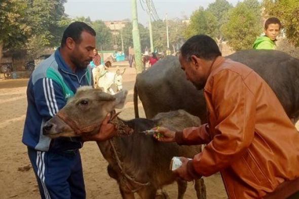 بيطري الجيزة: رش وعلاج 2640 رأس ماشية خلال قافلة مجانية بالعياط (صور)