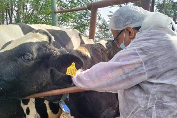 بيطري الجيزة يفحص المزارع المنتجة للألبان للتأكد من خلوها من الأمراض (صور)