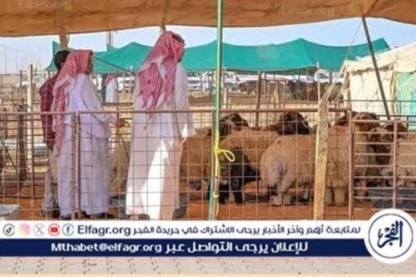 أسواق المواشي بحائل تشهد حركة شرائية مكثفة مع ‏قرب شهر رمضان ‏