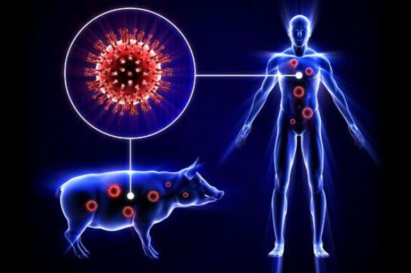 هام جدا: انفلونزا الخنازير يغزو صنعاء وعشرات حالات الوفاة والإصابات خلال أسبوع