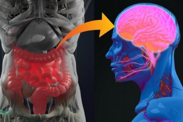 طعام شائع يدمر خلايا الدماغ ويسبب عجزاً هائلاً في الذاكرة .. تعرف عليه وتجنبه فورا